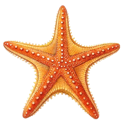 Imagen PNG para descargar